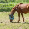 Fly Mask with UV Protection and Mane Opening view 2
