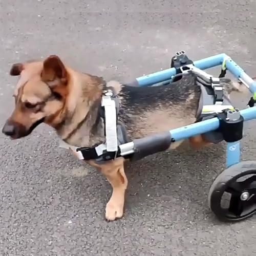 Adjustable Dog Wheelchair for Mobility Support, Arthritis Assistance and Recovery
