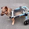 Adjustable Dog Wheelchair for Mobility Support, Arthritis Assistance and Recovery view 1