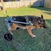 Adjustable Dog Wheelchair for Mobility Support, Arthritis Assistance and Recovery view 2