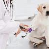 Professional Pet Bandage for Immediate Bleeding Control view 3