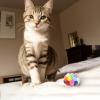 Vebetter Felt Balls for Cats - 4 Pack view 4