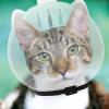 Cat Muzzle - Easy to Use Transparent Design view 3