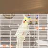 Fonowx Metal Wire Bird Cage view 2