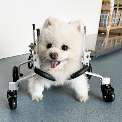 Adjustable Dog Wheelchair for Small to Large Breeds, 4-Wheel Mobility Aid, XXS