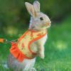 Small Animal Harness and Leash with Carrot Pattern view 3