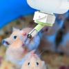 Dubbulon Hamster Water Bottle view 2