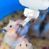 Hamster Water Bottle | Drip-Free Dispenser for Small Pets view 2