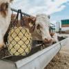 Generic Hay Net | Slow-Feeding Hay Bag for Horses view 3
