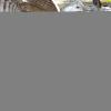 Generic Hay Net | Slow-Feeding Hay Bag for Horses view 4