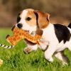 Dog Chewing Plush Toy with Squeaker view 3