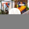 Cuttlebone for Turtles, 2 Pieces view 3