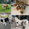 Large Dog Wheelchair for Mobility Support, Rear-Leg Rehabilitation Aid with Abdominal Harness (XX-Large) view 2