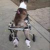 Large Dog Wheelchair for Mobility Support, Rear-Leg Rehabilitation Aid with Abdominal Harness (XX-Large) view 3