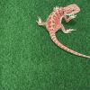 Reptile Mat - Reusable Habitat Liner view 2