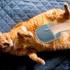 Cat Hair Removal Glove view 2