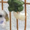 Bird Feeder - Versatile Tool for Small Birds and Pets view 3