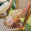 Ferret Harness and Leash for Hamsters and Small Animals view 2