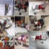 Rear-Leg Wheelchair for Small Dogs and Cats view 2