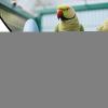 Automatic Bird Water Dispenser view 3