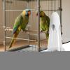 Automatic Bird Water Dispenser view 3