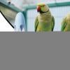 Automatic Bird Water Dispenser view 2