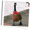 HEMOTON Bird Collar for Festive Occasions view 2