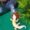 Multipurpose Reptile Feeding and Water Bowl view 4