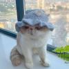 Cartoon Pet Hat for Dogs view 4