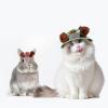 Adjustable Pet Sun Visors for Dogs, Cats, Rabbits, and Guinea Pigs view 2
