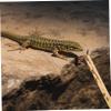 KOMBIUDA Antistatic Feeding Tweezers for Reptiles, Durable Feeding Tongs for Lizards, Geckos and Snakes view 3