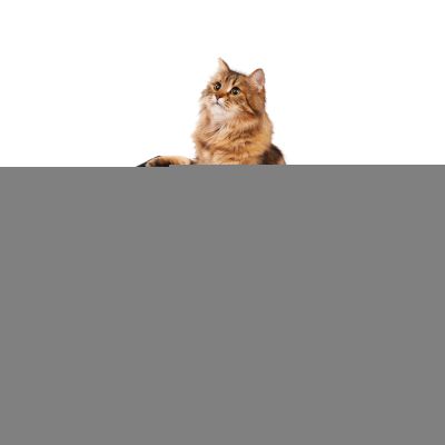 Portable Leakproof Kitten Cat Litter Box