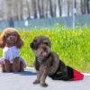Washable Reusable Dog Sling Carrier with Adjustable Shoulder Strap view 2