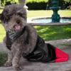 Washable Reusable Dog Sling Carrier with Adjustable Shoulder Strap view 3