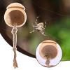 Ahuuen Springspider Terrarium view 3