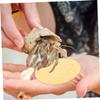 Didiseaon 10 Pack Round Sea Sponges for Hermit Crabs view 2