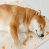 Washable Leakproof Breathable Dog Training Pad view 2