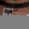 Dog Collar with Bow Tie | Removable Halloween Bow Tie with Bell view 3