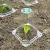 Garden Plant Cloches, 20 Plant Covers with Adjustable Ventilation, 40 Ground Stakes Included view 2