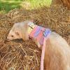 Ferret Leash - Rabbit Harness with Caterpillar Design view 2