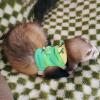 Shaersu Ferret Leash and Harness view 3