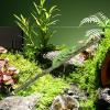 Generic Reptile Climbing Branch view 3