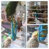 Multifunctional Millet Holder and Foraging Toy for Caged Birds view 3