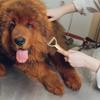 Dog Brush for Shedding - Portable Undercoat Brush for Pets view 2