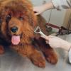 Dtaigou Dog Deshedding Brush and Coat Care Comb view 2