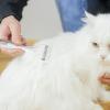 Dog Brush for Shedding, Pet Grooming Comb - Portable Undercoat Brush view 3