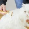Dog Brush for Shedding and Grooming view 3