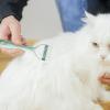 Dog Deshedding Brush, Undercoat Brush for Dogs view 3