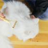 Pet Grooming Comb for Dogs and Cats view 2