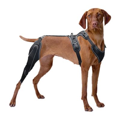 Adjustable Dog Hind-Leg Support Brace with Metal Stabilizers
